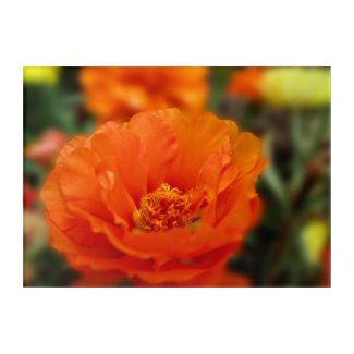 Orange Portulaca Floral Photography Acrylic Print