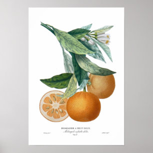 Orange Poster