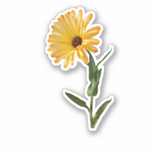 Orange Pot Marigold Flower