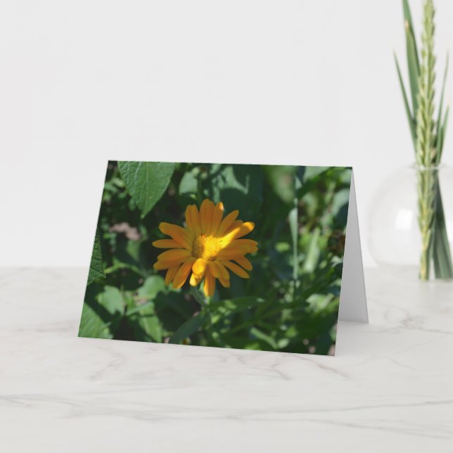 Orange Pot Marigold Flower (Calendula officinalis) Card (Front)