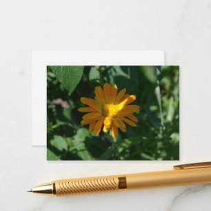 Orange Pot Marigold Flower (Calendula officinalis) Enclosure Card