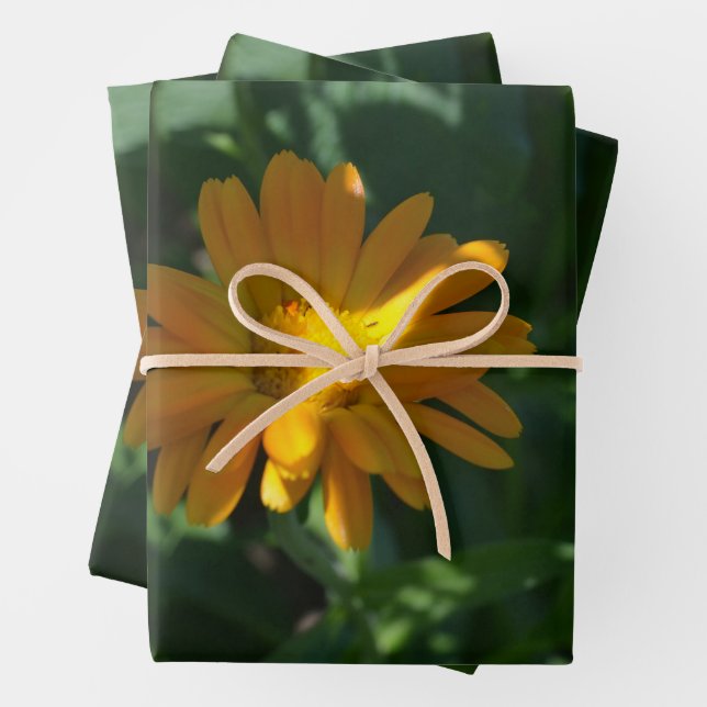 Orange Pot Marigold Flower (Calendula officinalis) Wrapping Paper Sheet (In situ)