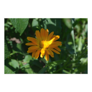 Orange Pot Marigold Flower Personalized Photo Print