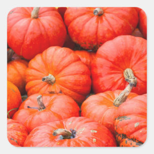Orange pumpkins at market, Germany Square Sticker