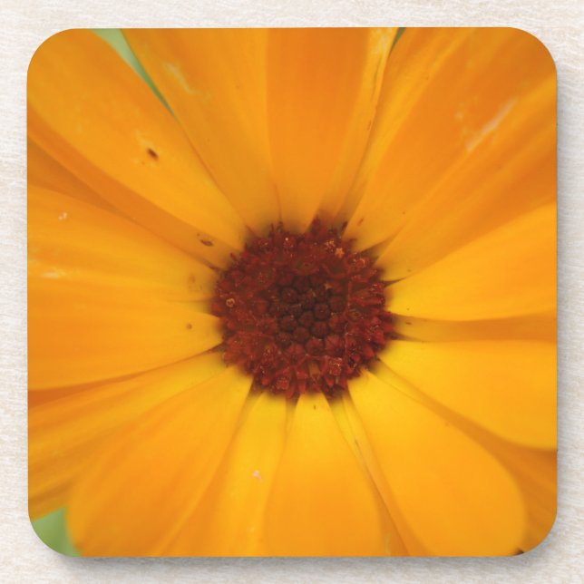 Orange Rain Daisy Cork Coaster (Front)