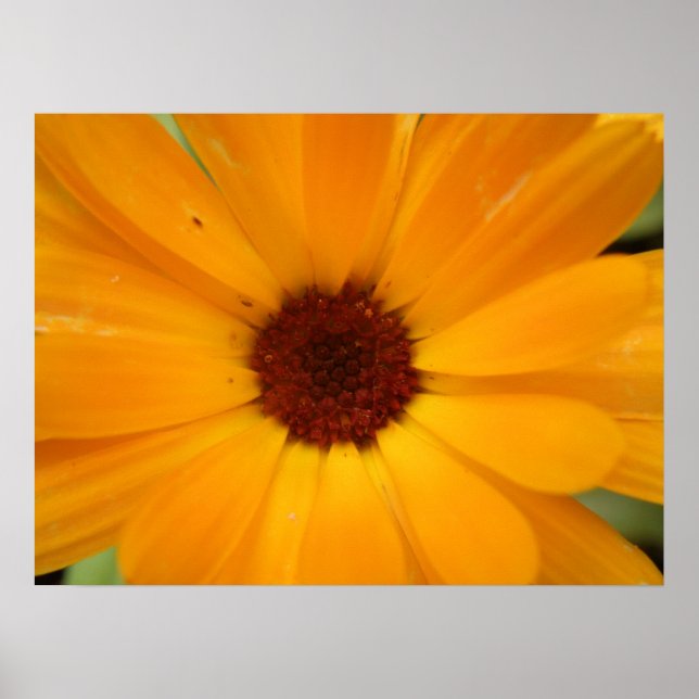 Orange Rain Daisy Print (Front)