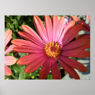 Orange Rain Daisy Print