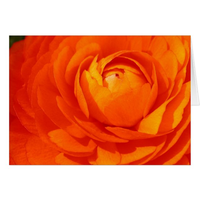 Orange ranunculus (Front Horizontal)