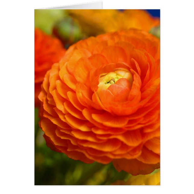 orange ranunculus (Front)