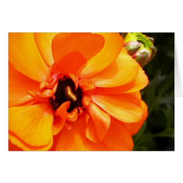 Orange ranunculus with black centre (Front Horizontal)