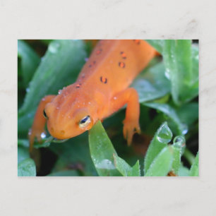 Orange Red Eft Salamander Nature Postcard