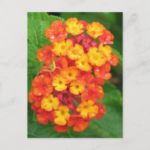 Orange-Red Lantana Postcard
