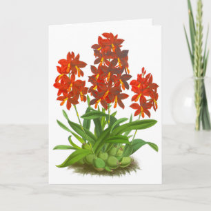 Orange Red Orchid Flower Blank Note Card