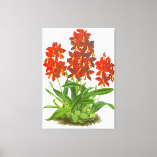 Orange Red Orchid Flower_GA - Canvas Print