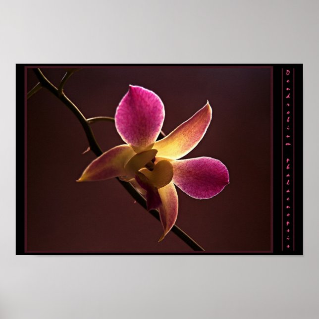 Orange-Red Orchid Poster (Front)