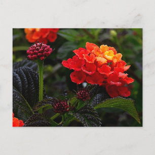 Orange Red Trailing Lantana #1-2 Postcard