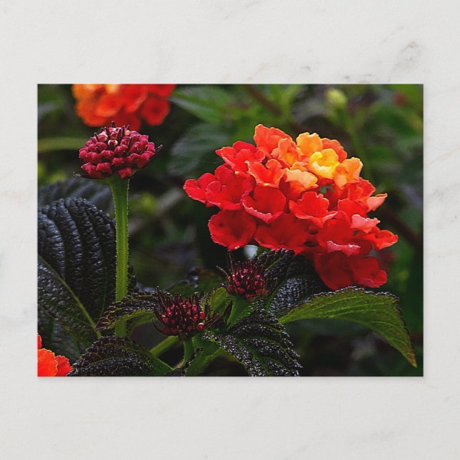 Orange Red Trailing Lantana #1-2 Postcard (Front)