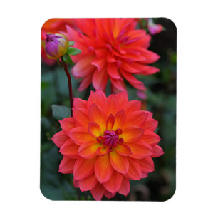 Orange, Red, Yellow Dahlia Flower  Magnet