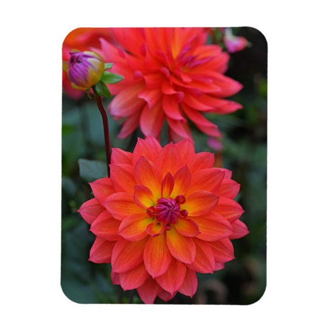 Orange, Red, Yellow Dahlia Flower  Magnet (Vertical)