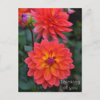 Orange Red Yellow Dahlia Flower Thinking of You Holiday Postcard