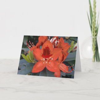 Orange Rhododendron Card