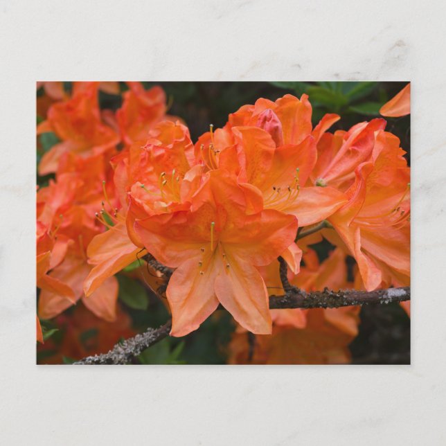 Orange Rhododendron flowers postcard (Front)
