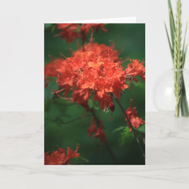 Orange Rhododendron Greeting Card (Front)