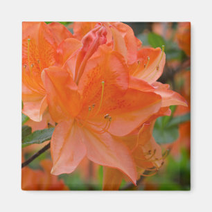 Orange Rhododendron Lemonara Flowers Magnet