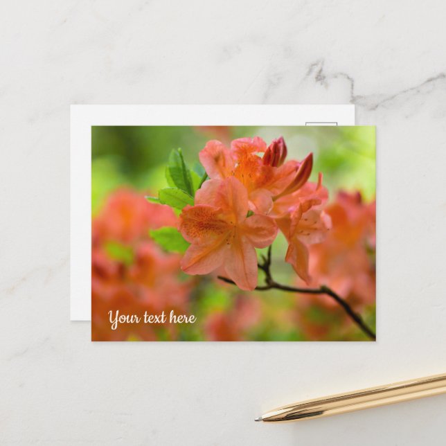 Orange Rhododendron Postcard (Front/Back In Situ)