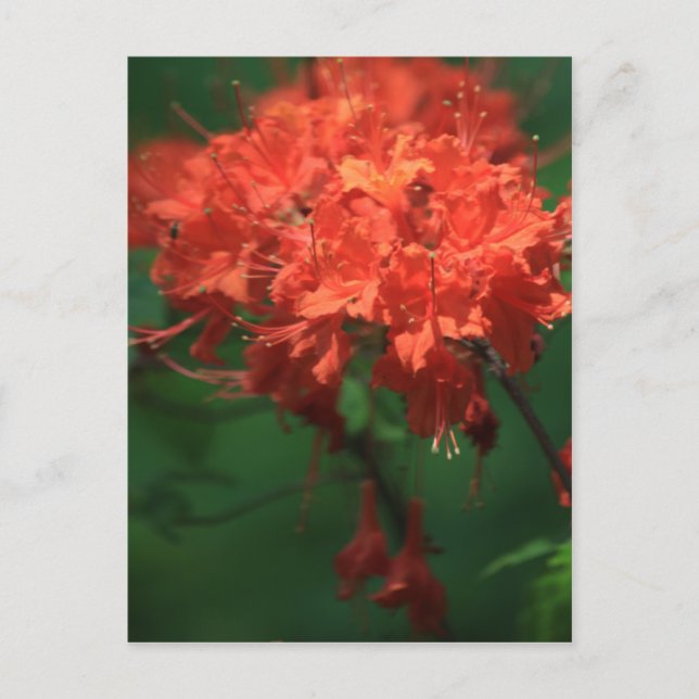 Orange Rhododendron Postcard (Front)