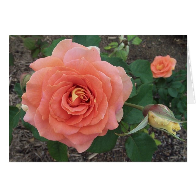 Orange rose (Front Horizontal)