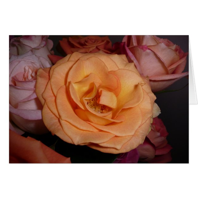Orange Rose (Front Horizontal)