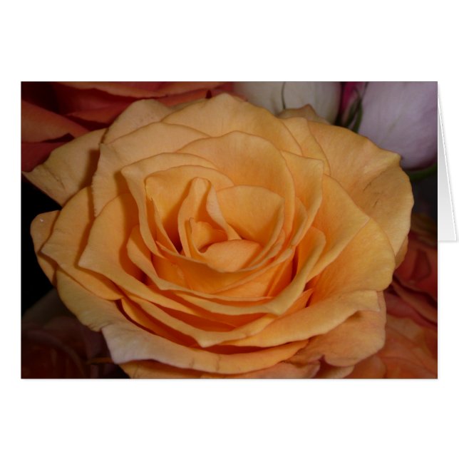 Orange Rose (Front Horizontal)