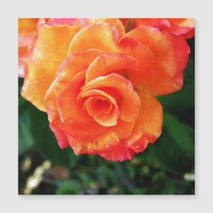 Orange rose