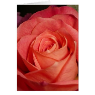 Orange Rose