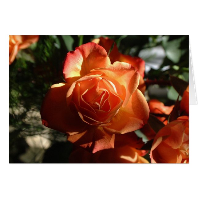Orange Rose (Front Horizontal)