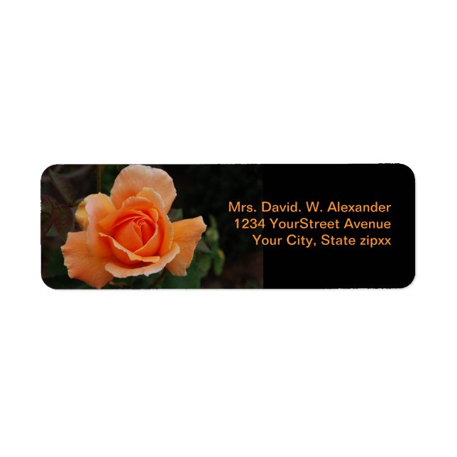Orange Rose (Front)