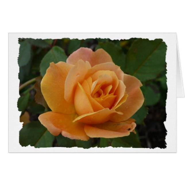 Orange rose (Front Horizontal)