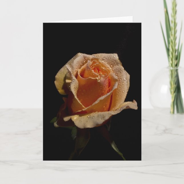 Orange Rose 1 Card (Front)