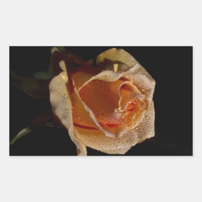 Orange Rose 1 Sticker (Front)
