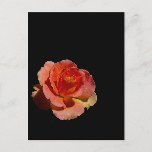 Orange Rose 2 Postcard (Front)