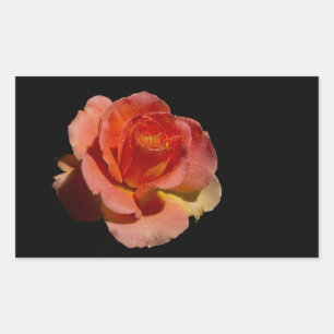 Orange Rose 2 Sticker