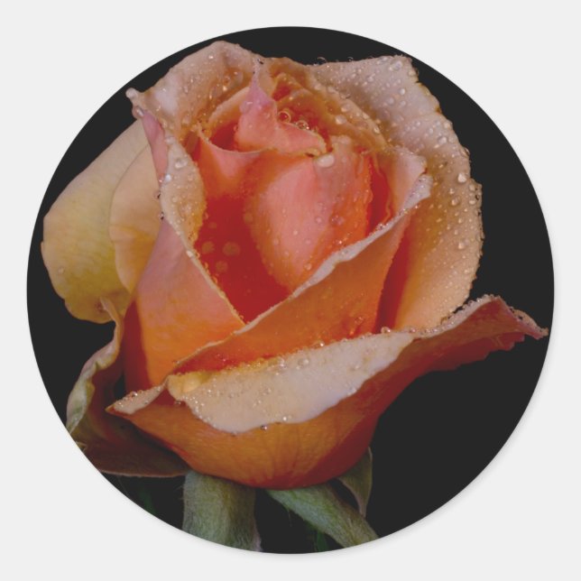 Orange Rose 3 Classic Round Sticker (Front)