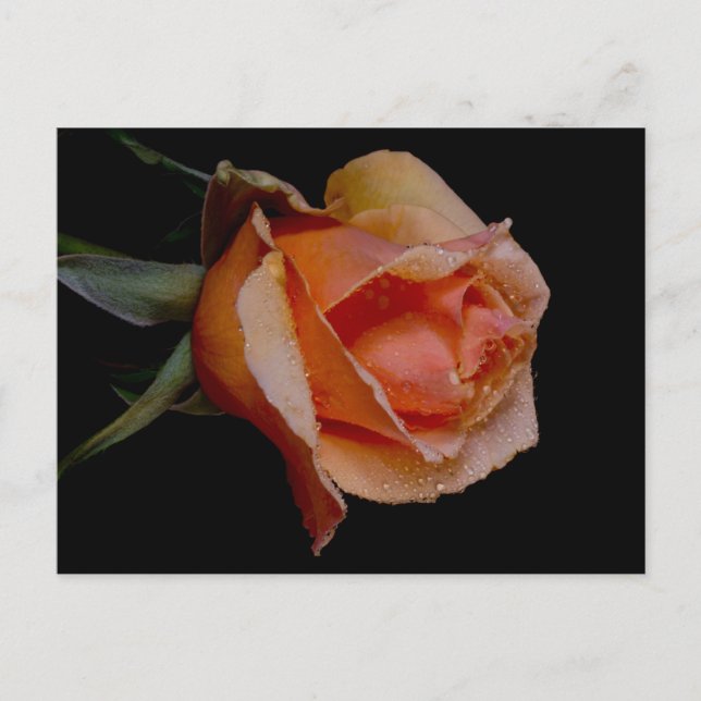 Orange Rose 3 Postcard (Front)