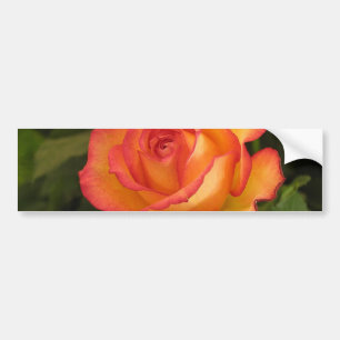 Orange Rose Bumper Sticker
