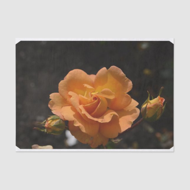 Orange Rose Bush Tissue Paper (Front)