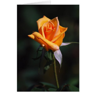Orange Rose Card