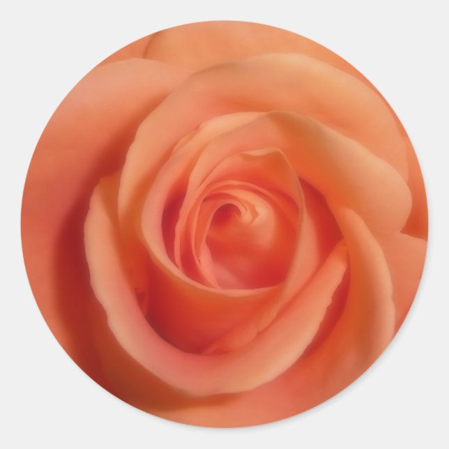 Orange Rose Classic Round Sticker (Front)