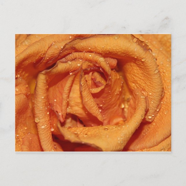 Orange Rose Dewdrops Postcard (Front)