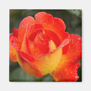 Orange Rose Floral Magnet